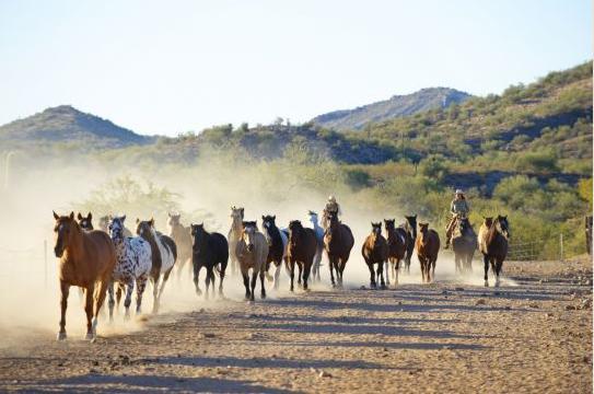 Rancho De Los Caballeros Wickenburg Eksteriør bilde